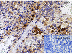 XBP-1 Antibody in Immunohistochemistry (Paraffin) (IHC (P))