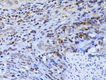XBP-1 Antibody in Immunohistochemistry (Paraffin) (IHC (P))