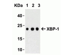 XBP-1 Antibody in Western Blot (WB)