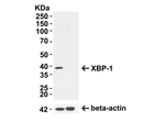 XBP-1 Antibody in Western Blot (WB)