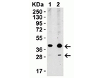 XBP-1 Antibody in Western Blot (WB)