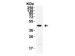 XBP-1 Antibody in Western Blot (WB)