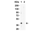 XBP-1 Antibody in Western Blot (WB)