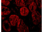 XIAP Antibody in Immunocytochemistry (ICC/IF)