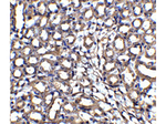 XIAP Antibody in Immunohistochemistry (Paraffin) (IHC (P))