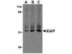 XIAP Antibody in Western Blot (WB)