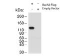 Bach2 Polyclonal Antibody