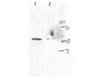 Phospho-Histone H2A.X (Ser139) Antibody in Western Blot (WB)
