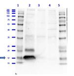 Phospho-Histone H2A.X (Ser139) Antibody in Western Blot (WB)