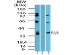 Edg6 Antibody in Western Blot (WB)
