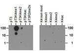H3K4me1T3ph Antibody in Dot Blot (DB)
