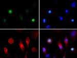 H3K4acT3ph Polyclonal Antibody