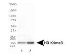 H3K4me3 Antibody in Western Blot (WB)