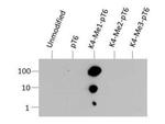 H3K4me1T6ph Antibody in Dot Blot (DB)