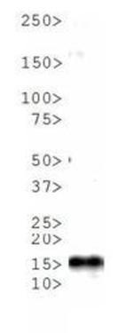 H3K4me1T6ph Antibody in Western Blot (WB)