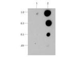 Phospho-Histone H3 (Thr6) Antibody in Dot Blot (DB)