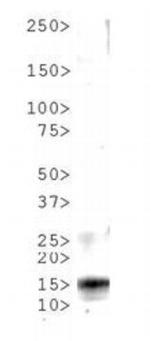 Phospho-Histone H3 (Thr6) Antibody in Western Blot (WB)