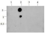 H3K9acK14ac Antibody in Dot Blot (DB)
