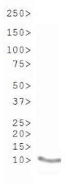 H3K9acK14ac Antibody in Western Blot (WB)