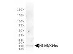 H3K9acK14ac Antibody in Western Blot (WB)