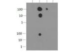 Phospho-Histone H3 (Ser10) Antibody in Dot Blot (DB)