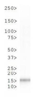 Phospho-Histone H3 (Ser10) Antibody in Western Blot (WB)
