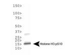 Phospho-Histone H3 (Ser10) Antibody in Western Blot (WB)