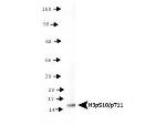Phospho-Histone H3 (Ser10, Thr11) Antibody in Western Blot (WB)
