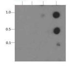 Phospho-Histone H3 (Thr11) Antibody in Dot Blot (DB)