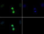Phospho-Histone H3 (Thr11) Antibody in Immunocytochemistry (ICC/IF)