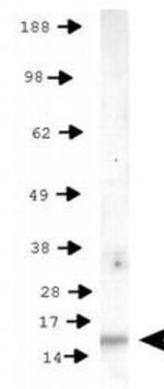 Phospho-Histone H3 (Thr11) Antibody in Western Blot (WB)