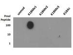 H3K18me1 Antibody in Dot Blot (DB)