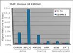 H3K18me2 Antibody in ChIP Assay (ChIP)