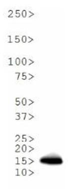 H3K18me2 Antibody in Western Blot (WB)