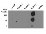 H3K18me3 Antibody in Dot Blot (DB)