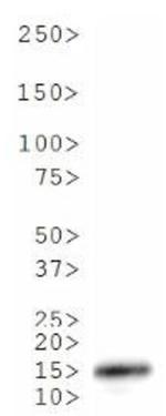 H3K18me3 Antibody in Western Blot (WB)