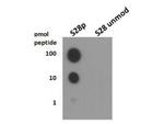 Phospho-Histone H3 (Ser28) Antibody in Western Blot (WB)