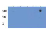 H3K27me3S28ph Antibody in Dot Blot (DB)