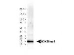 H3K36me3 Antibody in Western Blot (WB)