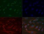 H3K37me1 Polyclonal Antibody