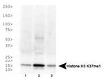 H3K37me1 Antibody in Western Blot (WB)