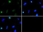 H3K37me2 Polyclonal Antibody