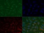 H3K37me3 Polyclonal Antibody