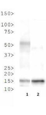 H3K37me3 Antibody in Western Blot (WB)