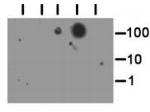 H3K56me3 Antibody in Dot Blot (DB)