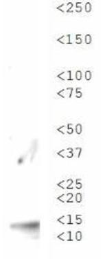 H3K56me3 Antibody in Western Blot (WB)