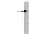 HDAC1 (near C-terminus) Polyclonal Antibody