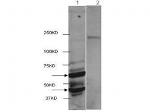 HDAC2 (near C-terminus) Polyclonal Antibody