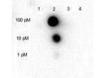 Phospho-HDAC5 (Ser661) Antibody in Dot Blot (DB)