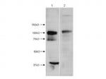 HDAC7 (N-terminus) Polyclonal Antibody